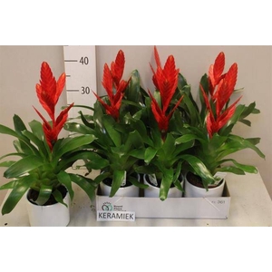 ARR BROMELIA