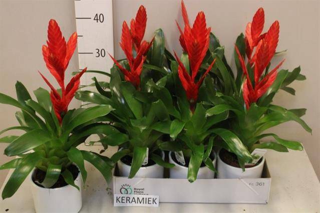 <h4>ARR BROMELIA</h4>