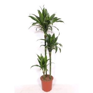 Dracaena Arturo 90-60-30
