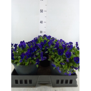 Viola corn. 'Evo Mini Marina'