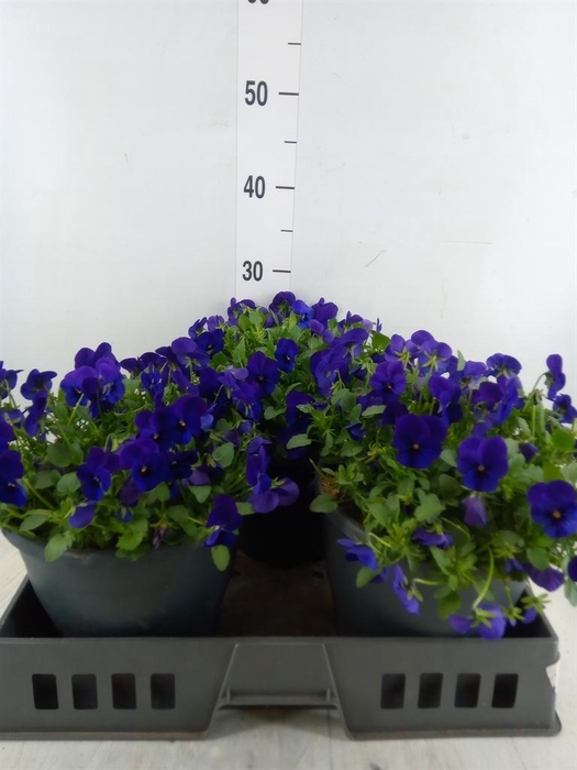 <h4>Viola corn. 'Evo Mini Marina'</h4>