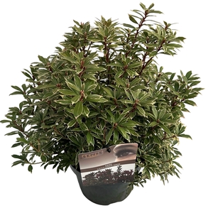 Pieris jap. 'Little Heath' sense