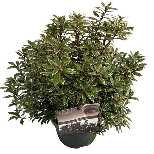 <h4>Pieris jap. 'Little Heath' sense</h4>