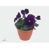 VIO WI EVO PURPE