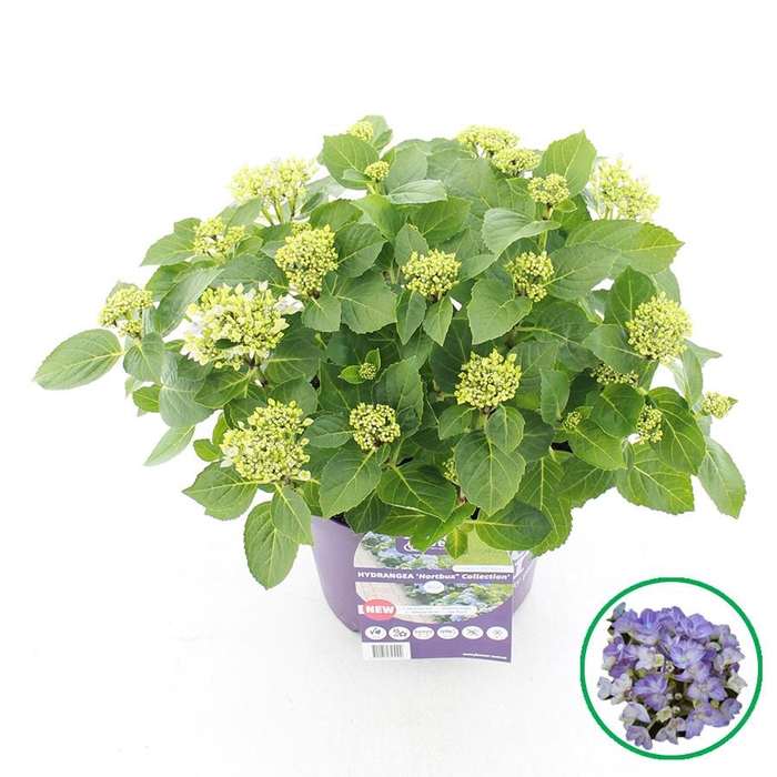 <h4>Hydrangea macr. Forever & Ever® 'HORTBUX'® Blauw C5 (23cm.) Kn.</h4>
