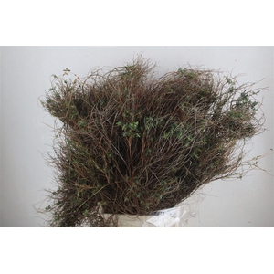 Euph Spinoza Long 500gr P Bunch