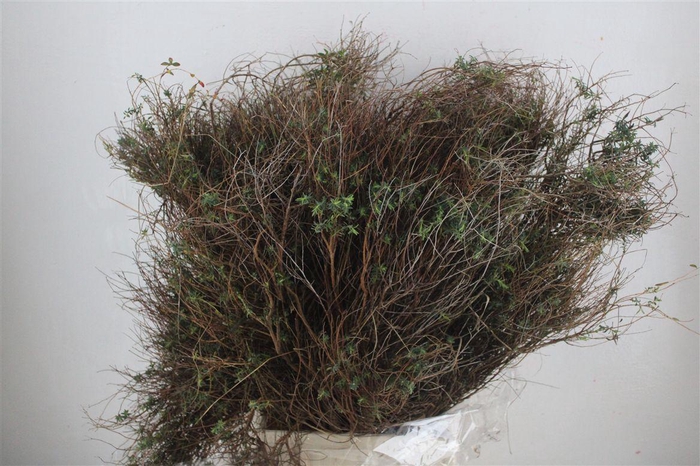 <h4>Euph Spinoza Long 500gr P Bunch</h4>