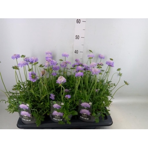 Scabiosa columb. 'Butterfly Blue'