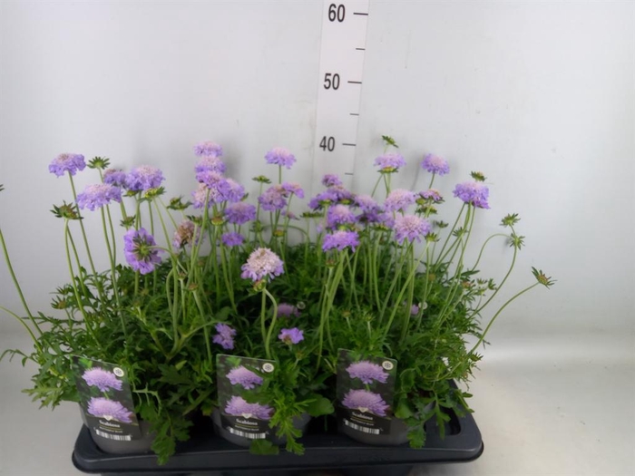 <h4>Scabiosa columb. 'Butterfly Blue'</h4>
