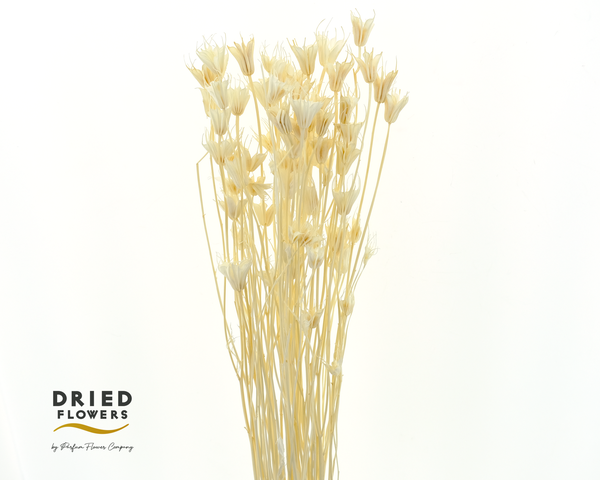 <h4>DRIED BLEACHED NIGELLA ORIENTALIS PB</h4>