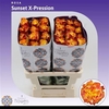 R Gr Suns X-pression Ec