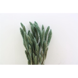 Dried Setaria Frosted Blue Bunch