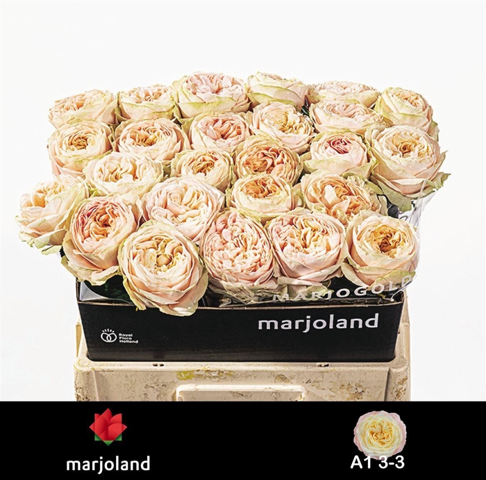 <h4>Rosa a grande fleur Priscilla!</h4>