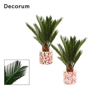Cycas Revoluta 12 cm Decorum, 6+ veren in Julia (Deco-collection