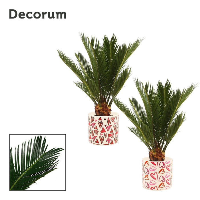 <h4>Cycas Revoluta 12 cm Decorum, 6+ veren in Julia (Deco-collection</h4>