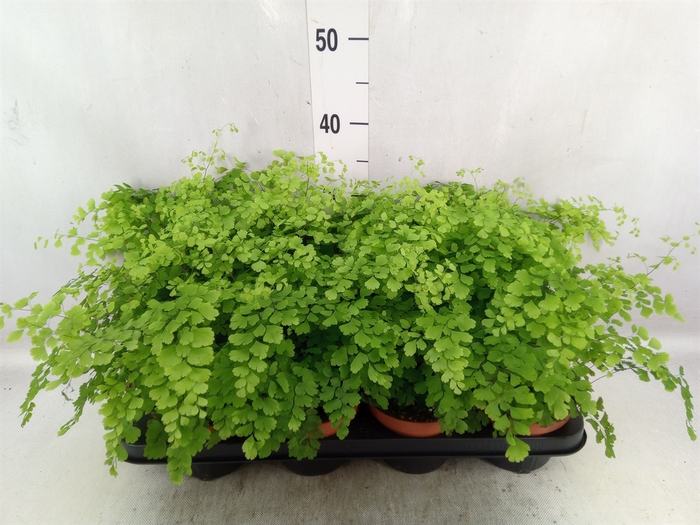 <h4>Adiantum raddi. 'Fragrans'</h4>