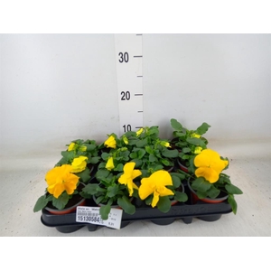 Viola wr. 'Matrix Yellow'