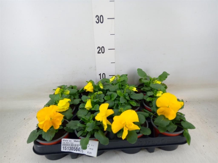 <h4>Viola wr. 'Matrix Yellow'</h4>