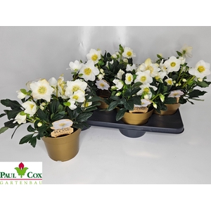 HELL NI HGC WINTERGO