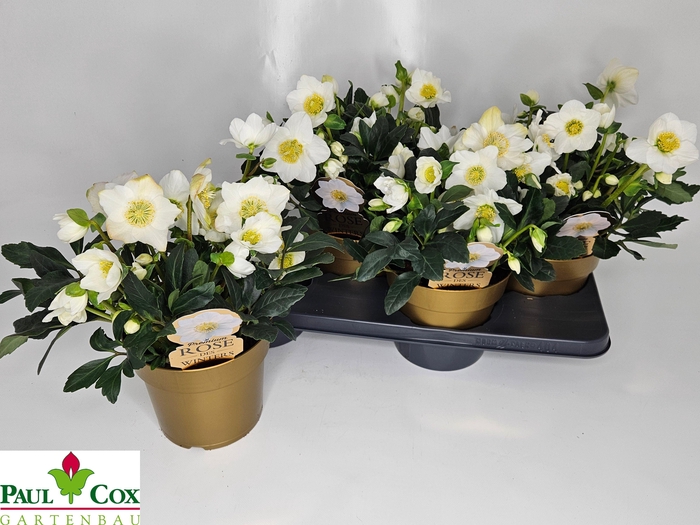 <h4>HELL NI HGC WINTERGO</h4>