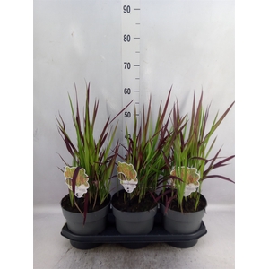 Imperata cylindrica 'Red Baron'