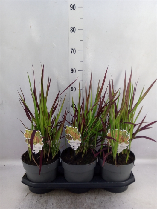 <h4>Imperata cylindrica 'Red Baron'</h4>