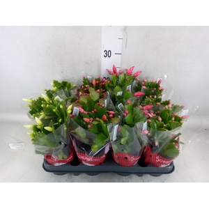 Schlumbergera   ...mix 3