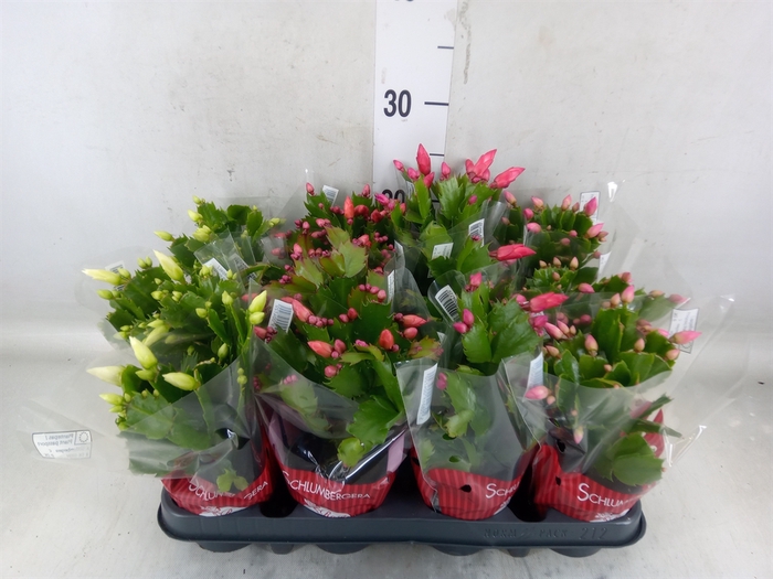 <h4>Schlumbergera   ...mix 3</h4>