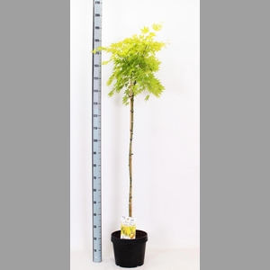 ACER PA ORANGE DREAM