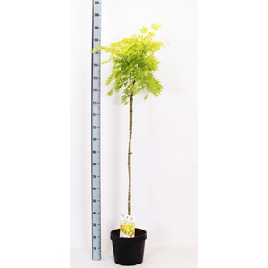 ACER PA ORANGE DREAM