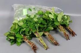 <h4>Salal Tips (5 bos per zak)</h4>