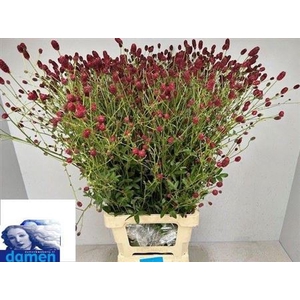 Sanguisorba Of Boavista