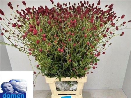 <h4>Sanguisorba Of Boavista</h4>