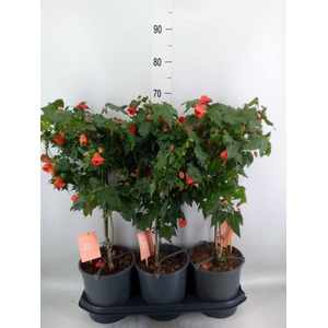 Abutilon  'Red Trumpet'