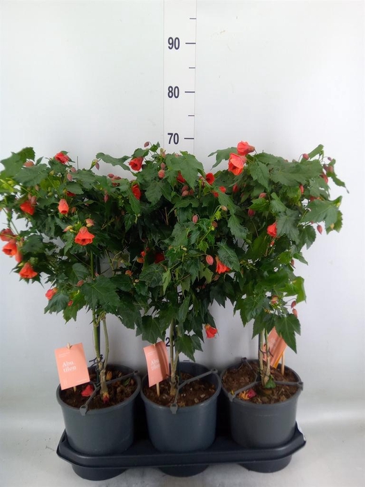 <h4>Abutilon 'Red Trumpet'</h4>