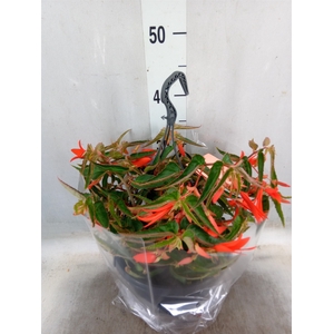 Begonia tub. Bonfire