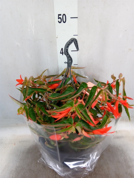 Begonia tub. Bonfire