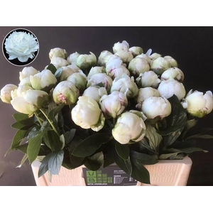 PAEO L IVORY VICTORY