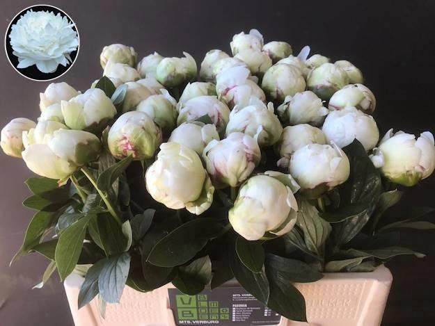 <h4>PAEO L IVORY VICTORY</h4>