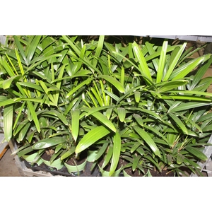 PALMEIRA RAPHIS P17