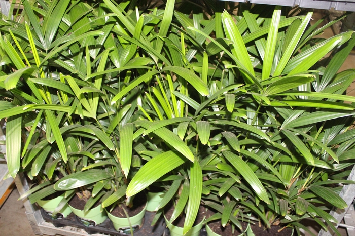 <h4>PALMEIRA RAPHIS P17</h4>