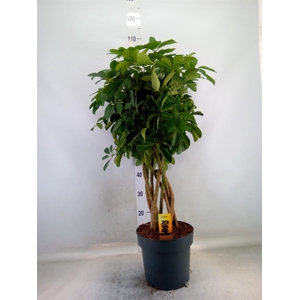 Schefflera arbor. 'Compacta'