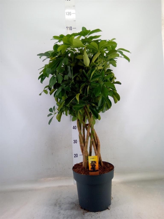 <h4>Schefflera arbor. 'Compacta'</h4>
