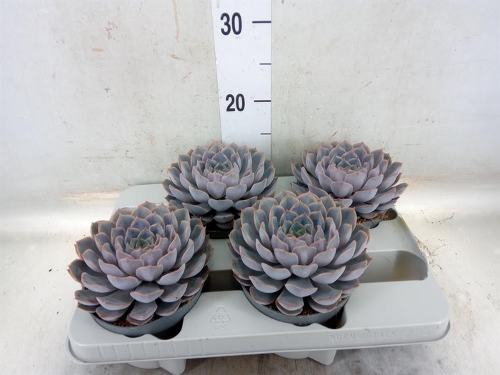 <h4>Echeveria  'Orion'</h4>