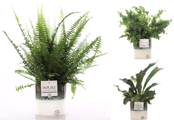 <h4>Varens gemengd in P&PURE Illusion cer. (perfectly imperfectable)</h4>