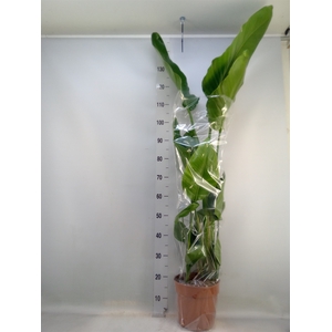 Strelitzia nicolai