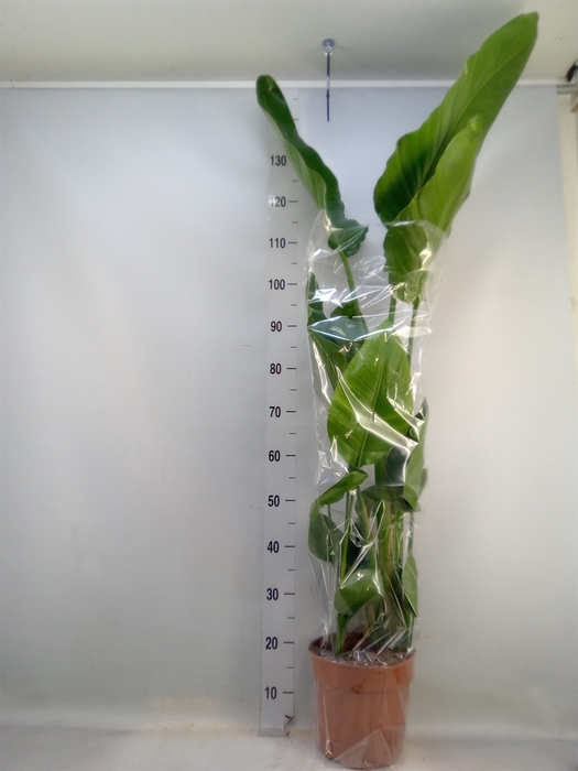 <h4>Strelitzia nicolai</h4>
