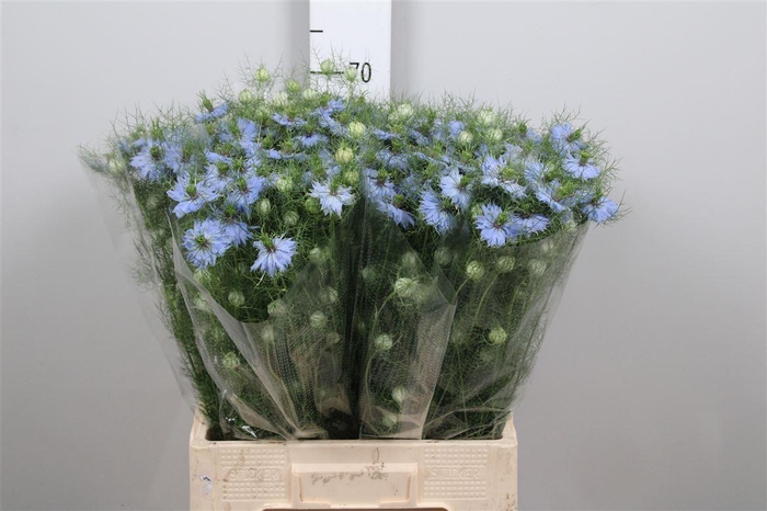 <h4>Nige D Sky Blue</h4>