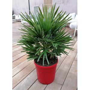 Chamaerops humilis