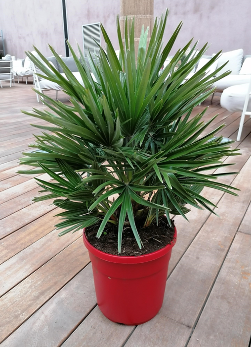 <h4>Chamaerops humilis</h4>